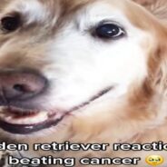 Millions of People are Just as Happy as This Dog Upon Learning Her Tumor is not Cancerous