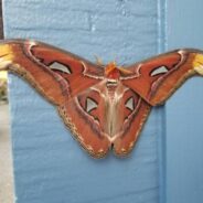 Moth Species with Nearly 10-Inch Wingspan Spotted in Washington State