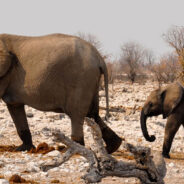 Mother Elephant Asks Humans for Help to Save her Endangered Calf