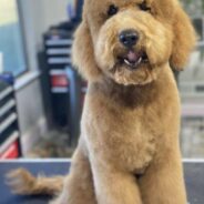 Must Know Goldendoodle Grooming Tips