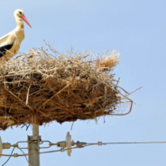 Nesting Storks Return To Ukraine, Providing Hope For The Country