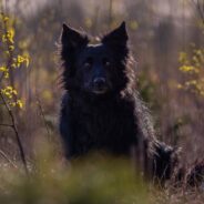 New Rescue Dog is So Much Like Family’s Old Dog, It’s Uncanny