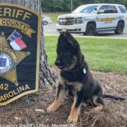 North Carolina Police Ask For Name Suggestions For New K-9 Pup and Receive Thousands