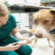 Officials Propose ‘Medicare For Pets’ In Australia