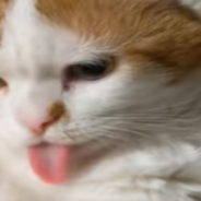 Owners Help Cat ‘Reset’ His Long Tongue By Tapping On It