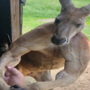 People Can’t Get Over How Huge Kangaroos Are