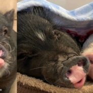 Piglet Rescued From Hoarder Now Living in Sanctuary and Getting Snuggles on Demand