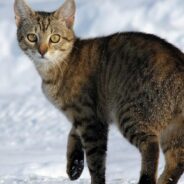 Polish Organization Classifies Cats As ‘Invasive Alien Species’