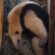 Poor Anteater Got Stuck in a Fish Wire Until a Guy Untangled the Situation