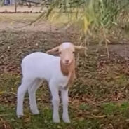 Precious Little Lamb is Living the Best Farm Life with Sleepovers at Her Mom’s Sanctuary