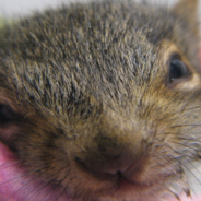 Produce Truck Driver Donates Squashed Melon To Wildlife Rescue After Accident