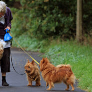 Reasons That Might Make You Stop Buying a Retractable Leash