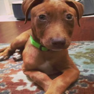 Rescue Dog Born With Defect Always Looks Surprised