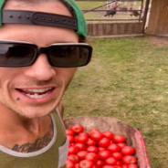 Rescue Goats Eat A Wheelbarrow Full Of Tomatoes