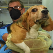 Rescuers Save 4,000 Beagles From Virginia Breeding Facility