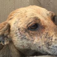 Rescuers Save Mama Dog And Her Mange-Ridden Pups From Life Of Desperation