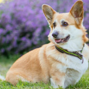 Security Camera Detects a Package Every Time this Corgi Comes into View