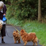 Senior Dog Rescue Founded For Pets Whose Elderly Owners Can No Longer Care For Them