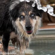 Senior Shelter Dog Who Loves To Splash Around In Water Longs For Loving Home