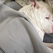 Senior Shelter Dog With Kidney Disease Finds The Perfect Person To Share Life With