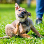 Signs your pet needs a probiotic