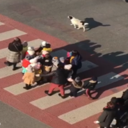 Stray Dog In Georgia Gets A Job As A Crossing Guard