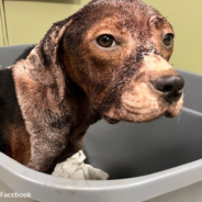 Stray Dog Sick With Fleas Ends Up In A Kind Stranger’s Yard