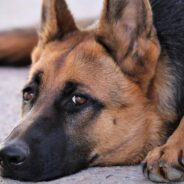 Street Dog Has Puppies and They All Get Adopted, Except for Her