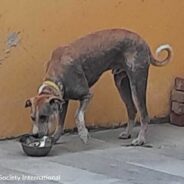 Street Dog Suffering From Severe Mange Becomes “Gatekeeper” At Rescue That Helped Him