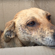 Terrified Mama Dog & Her Sick Puppies Abandoned In Cardboard Box Just Wanted Love