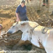 Texas First Responders Rescue Draft Horse Trapped In Thick Mud