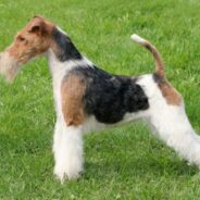 The Eager, Dynamic Wire Fox Terrier