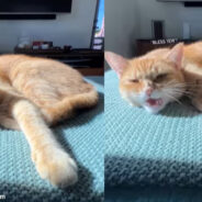 This Cat has the Most Adorable Reaction to a Human Sneeze