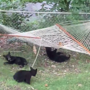 Three Bear Cubs Have A Blast On A Backyard Hammock