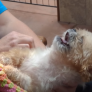 Tiny Abused Dog ‘Talks’ To The People Who Rescued Him