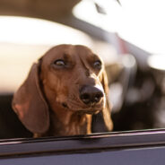 Travel Reminders for the Pet Parent