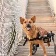 Two-Legged Dog Still Needs A Home After Spending A Year In The Shelter