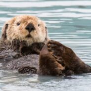 US Agency Says Reintroducing Sea Otters to Oregon is Doable and Could Improve the Ecosystem