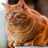 Vet Shaves Cat’s Tail And It Makes Everyone ‘Uncomfortable’