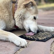 What are Slow Feeder Dog Bowls and How to Use Them