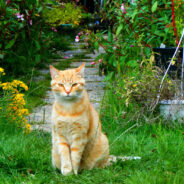 Why are Hydrangeas Poisonous to Cats?