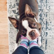 Why Do Dogs Sit on Your Feet?