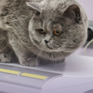 Why you should weigh your cat every month