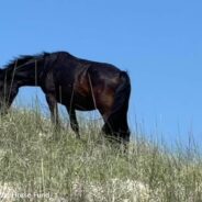 Wild Filly That Roamed Outer Banks Alone For Months Has Finally Joined A Herd