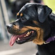 Woman Refuses to Stop Walking Rottweiler After Neighbors Say He’s a ‘Threat’