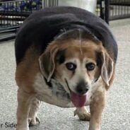 100-Pound Beagle Rescued From Abusive Home Loses 20 Pounds, Gains A New Life & Family