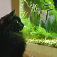 5 Steps to Making Your Fish Tank Dog and Cat Proof