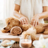 5 Ways Your Pup Can Benefit from Canine Massage Therapy