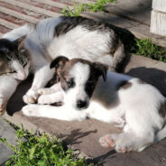 A Cat and Dog Shows an Incredible Bond Built with the Warmest Cuddles