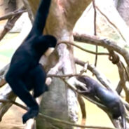 A Friendly Otter Took an Interest in Building a Friendship with an Ape from Brookfield Zoo